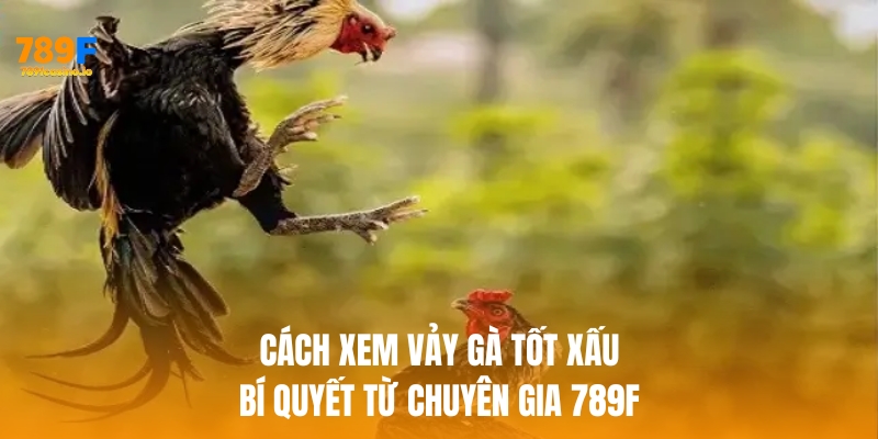 Cách xem vảy gà tốt xấu – bí quyết từ chuyên gia 789F Cách xem vảy gà tốt xấu – bí quyết từ chuyên gia 789F
