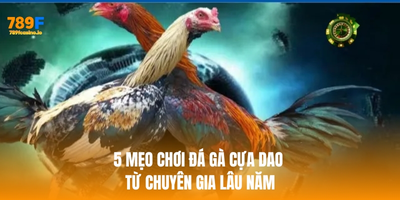 Đá gà cựa dao – Trò chơi truyền thống đỉnh cao tại 789F Bật mí 5 mẹo chơi đá gà cựa dao từ chuyên gia lâu năm